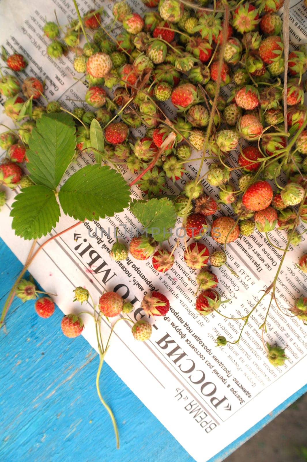 sprigs of wild strawberries on the background of the texture of aged blue wood blue wood