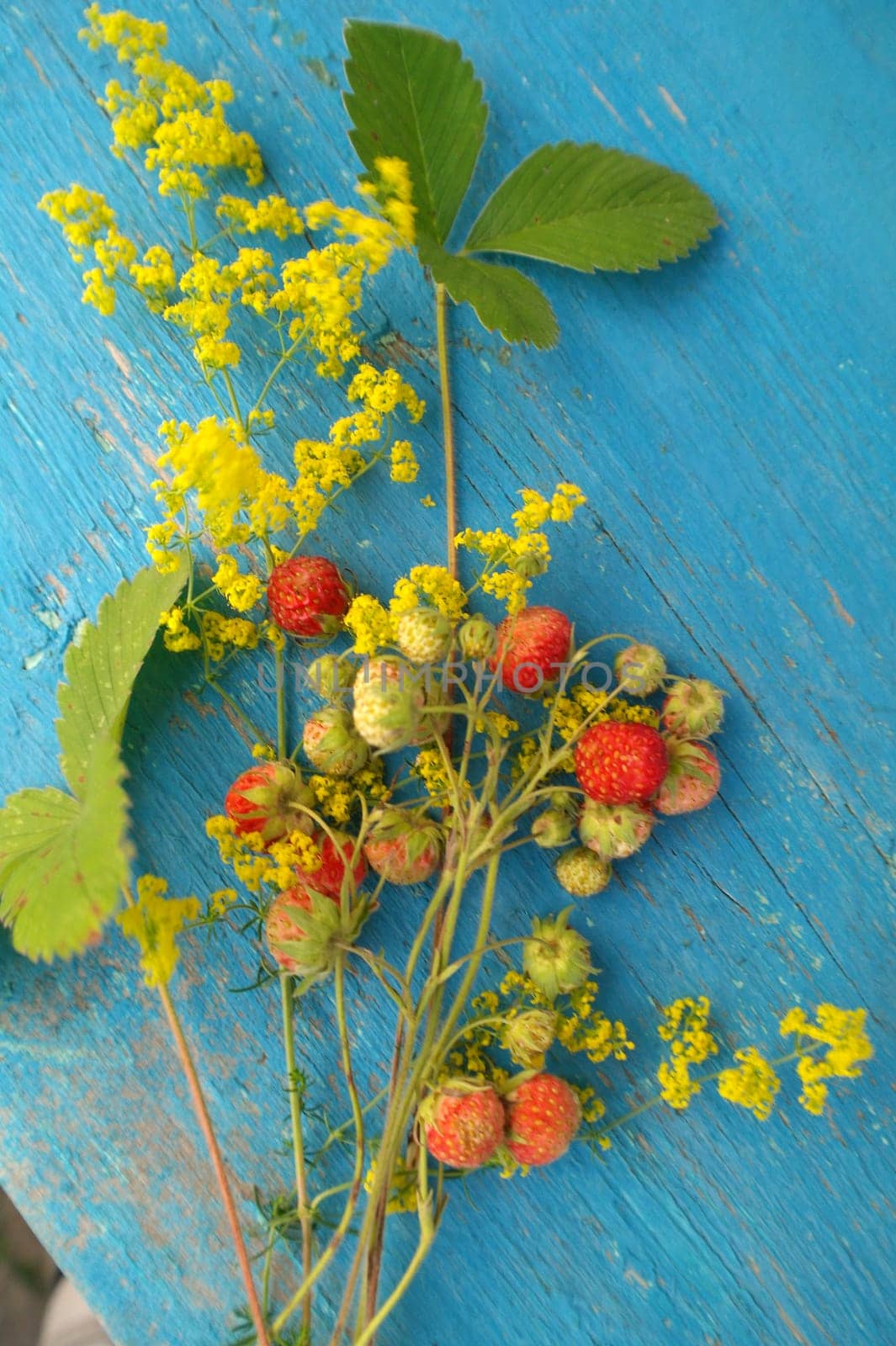 sprigs of wild strawberries on the background of the texture of aged blue wood blue wood