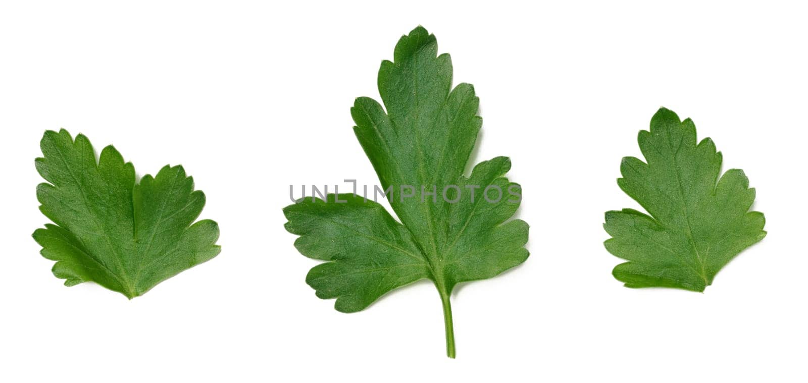 Green leaf of parsley on a white isolated background