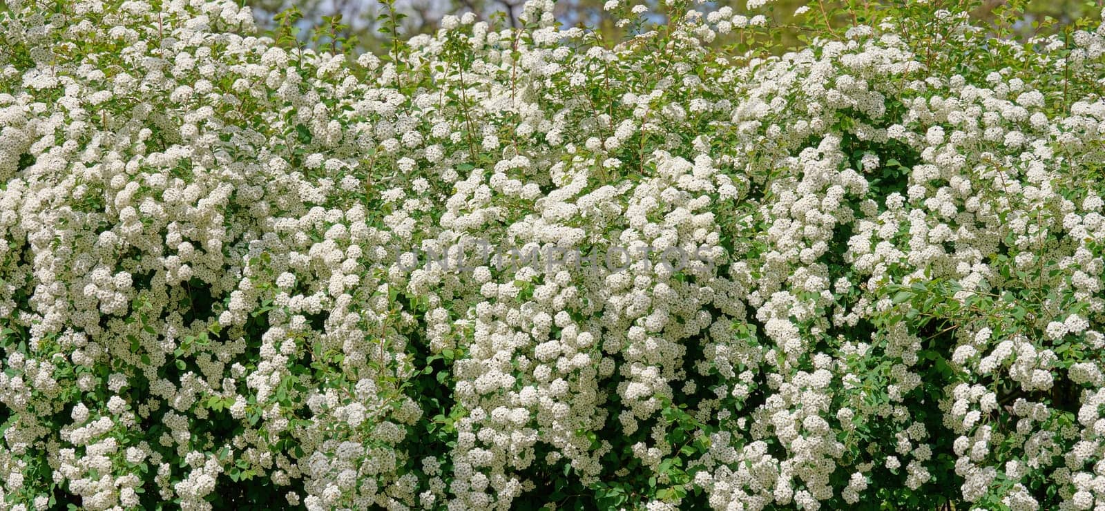 Spirea bushes with white flowers on a spring day