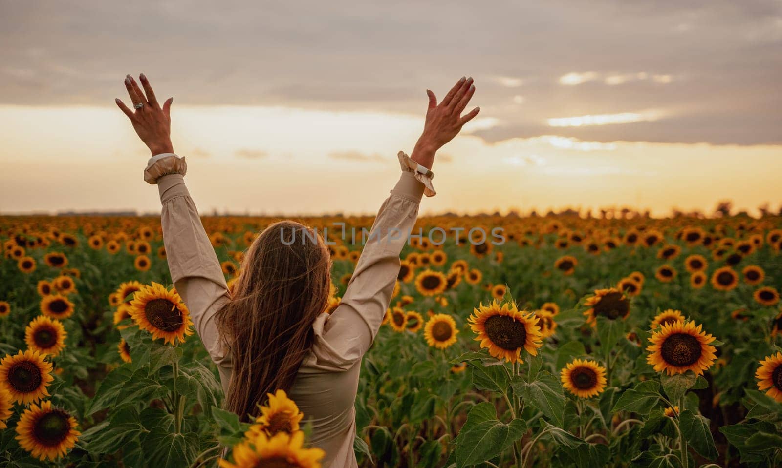 Woman in the sunflowers field. Summer time. Young beautiful woman standing in sunflower field.