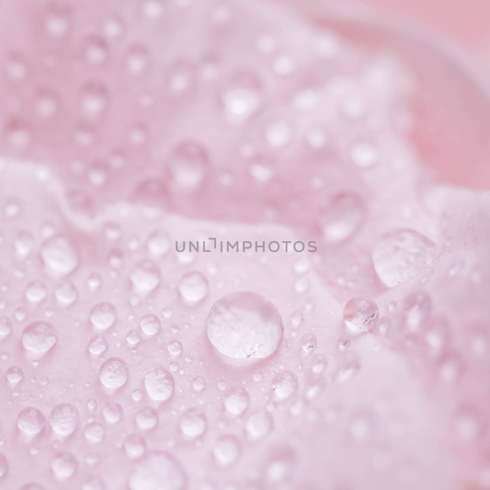 Background of pink rose petals with dew drops. Bokeh with light reflection. Macro blurred natural backdrop. Soft focus