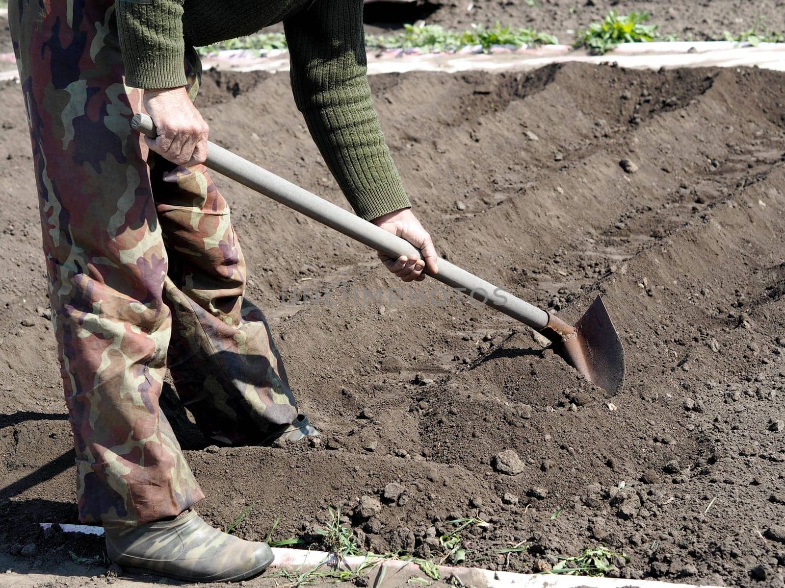 The concept of private agriculture.An elderly pensioner works with a hoe on the ground for planting vegetables.Spring sowing work.