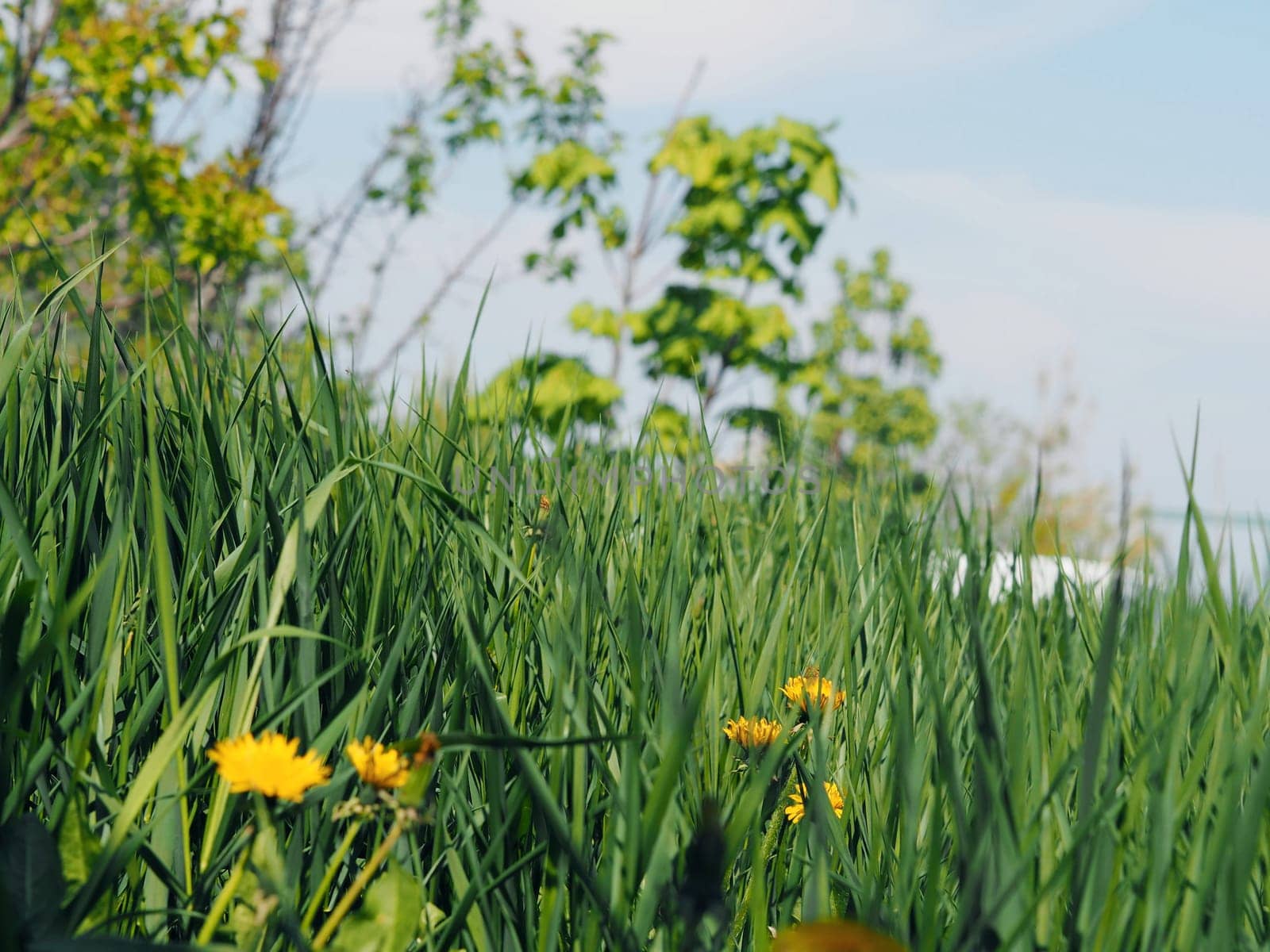 Yellow flowers of dandelions on a green background among the grass.Spring and summer background. by TatianaPink