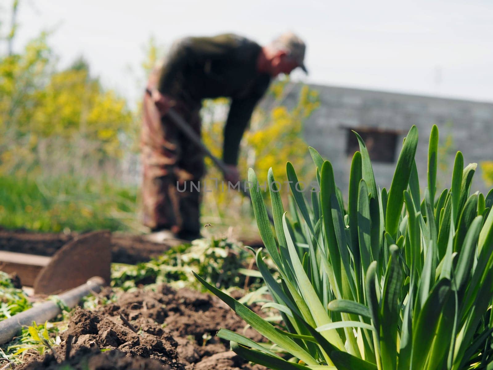 The concept of private agriculture. Blurred image of an elderly pensioner working with a hoe on the ground against the background of a growing onion. by TatianaPink