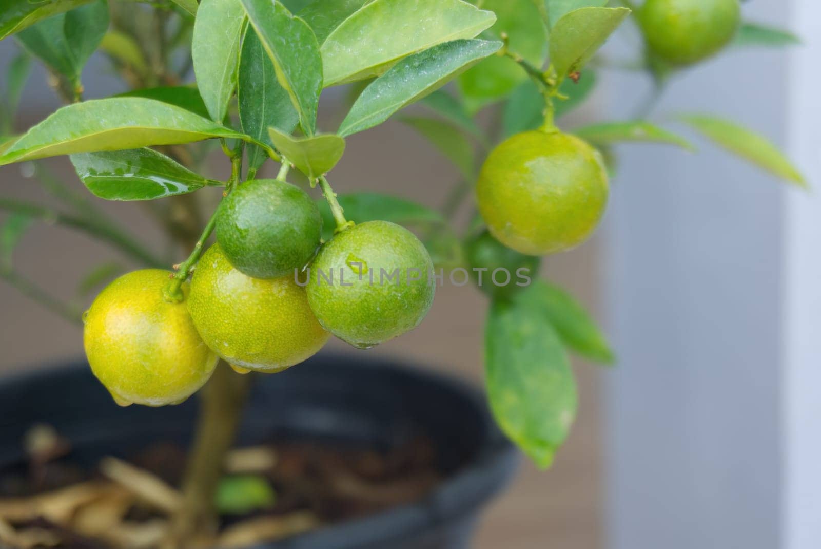 few raw orange on tree blur background, fresh fruit in branch with drop no people.