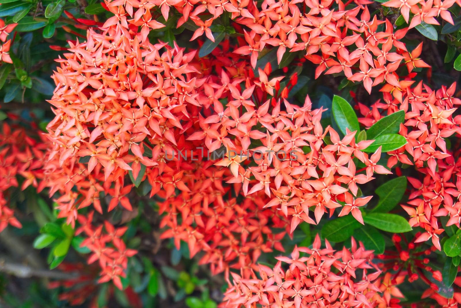 Ixora Chinensis Lamk, Ixora flower, Red spike flower, King Ixora by capple