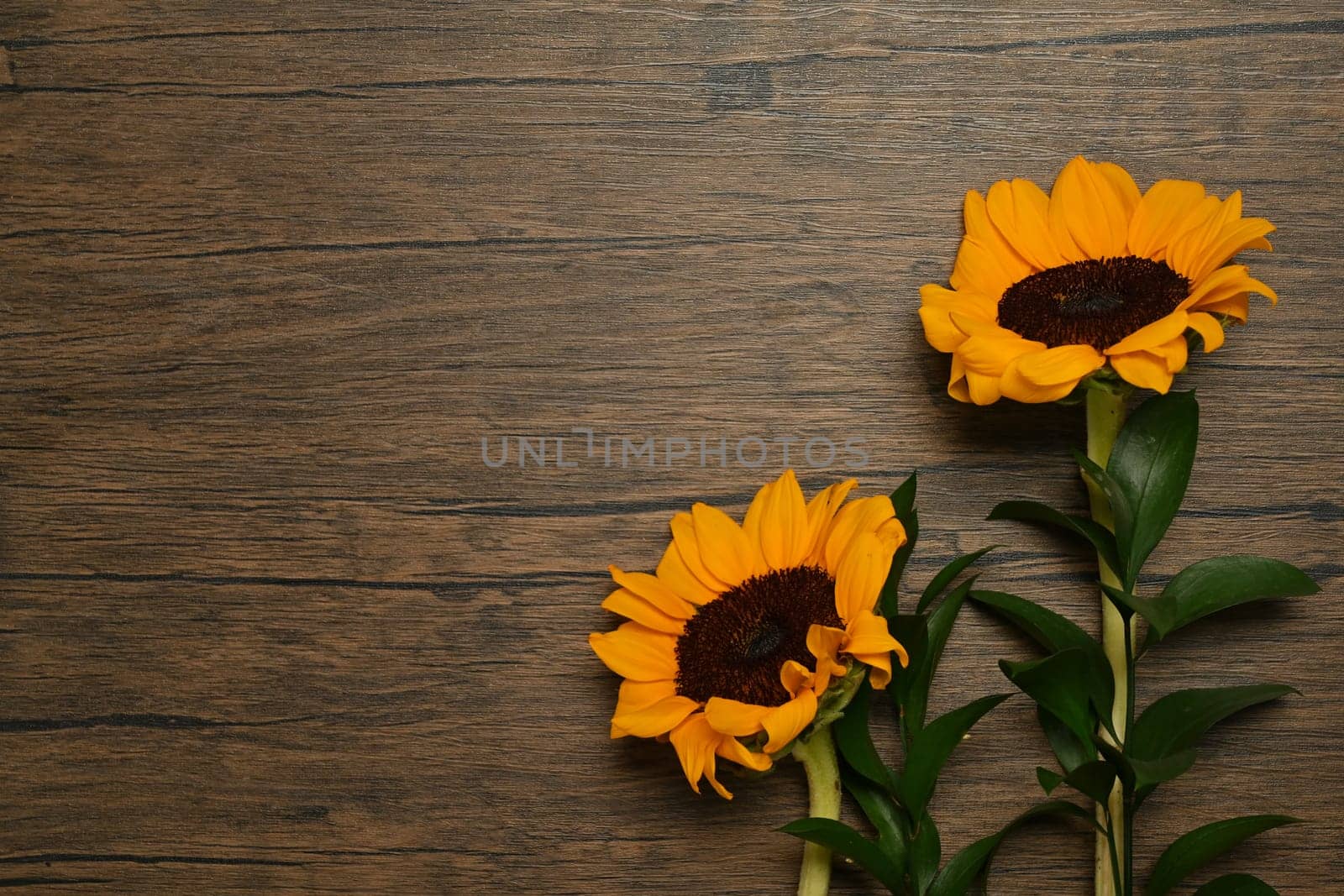 Fresh sunflowers with leaves and stalk on wooden background with copy space. Natural background, autumn or summer concept.