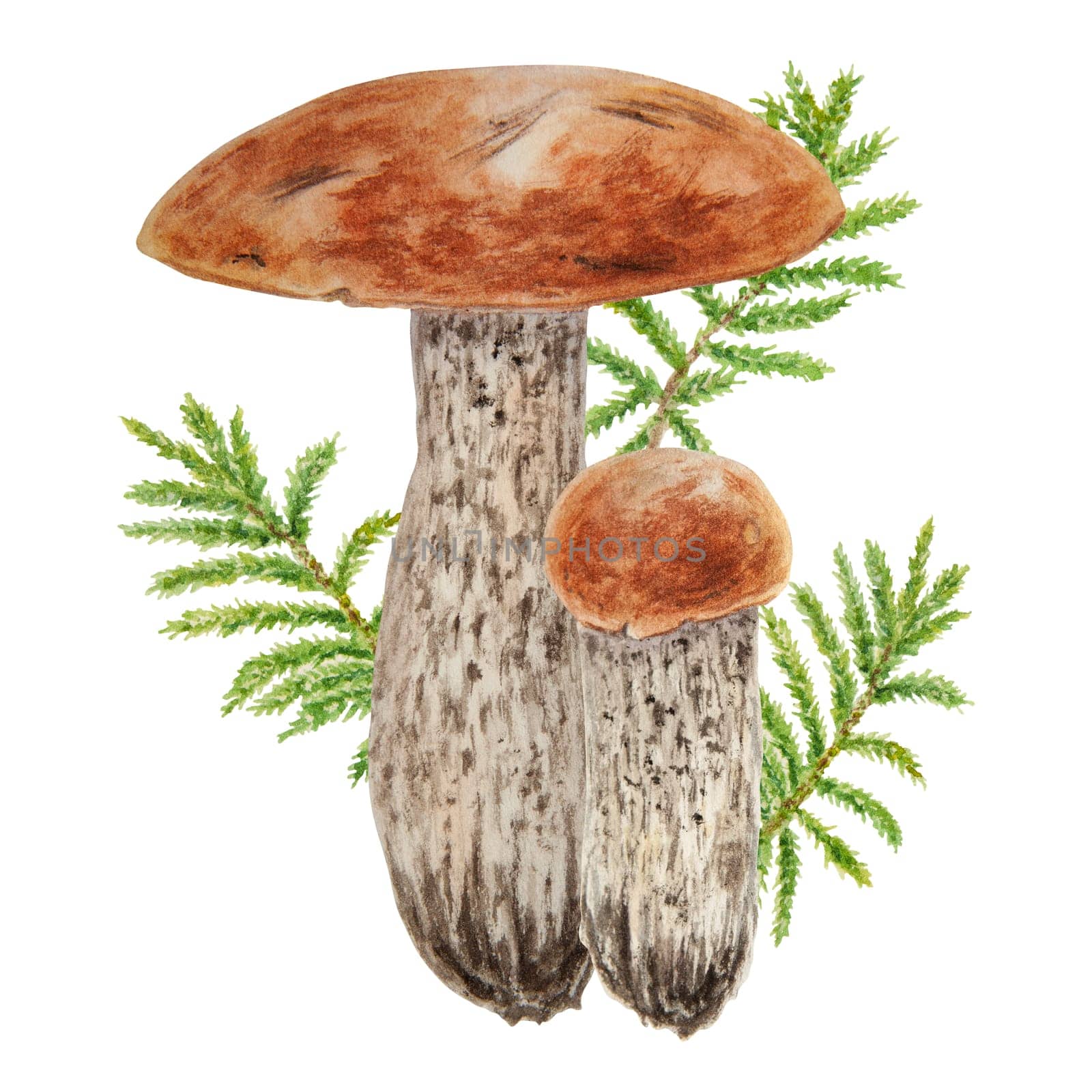 Wild mushrooms and moss watercolor hand drawn botanical realistic illustration. Forest boletus isolated on white background. Great for printing on fabric, postcards, invitations, menus, book of recipes