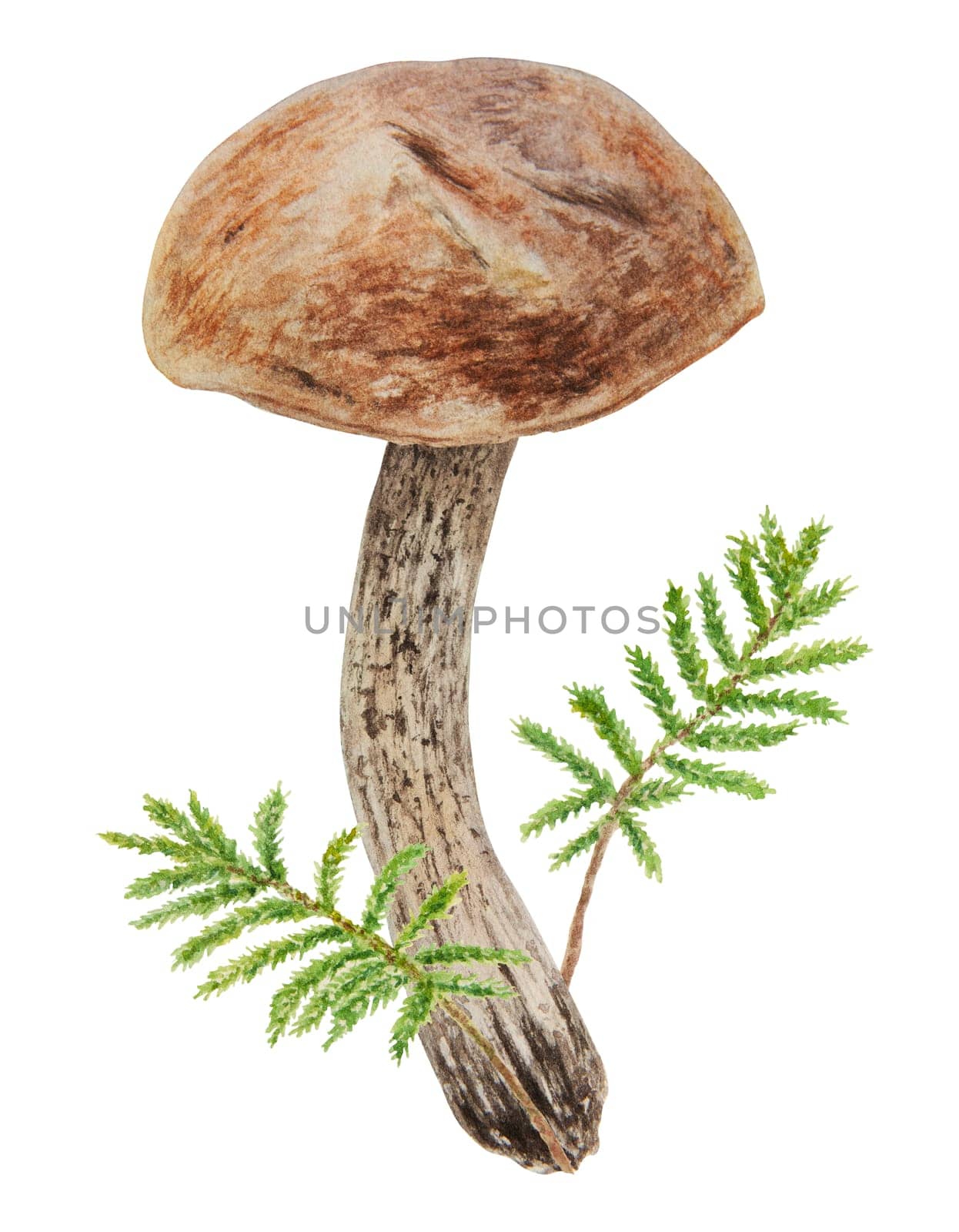 Wild mushroom and moss watercolor hand drawn botanical realistic illustration. Forest boletus isolated on white background. Great for printing on fabric, postcards, invitations, menus, book of recipes