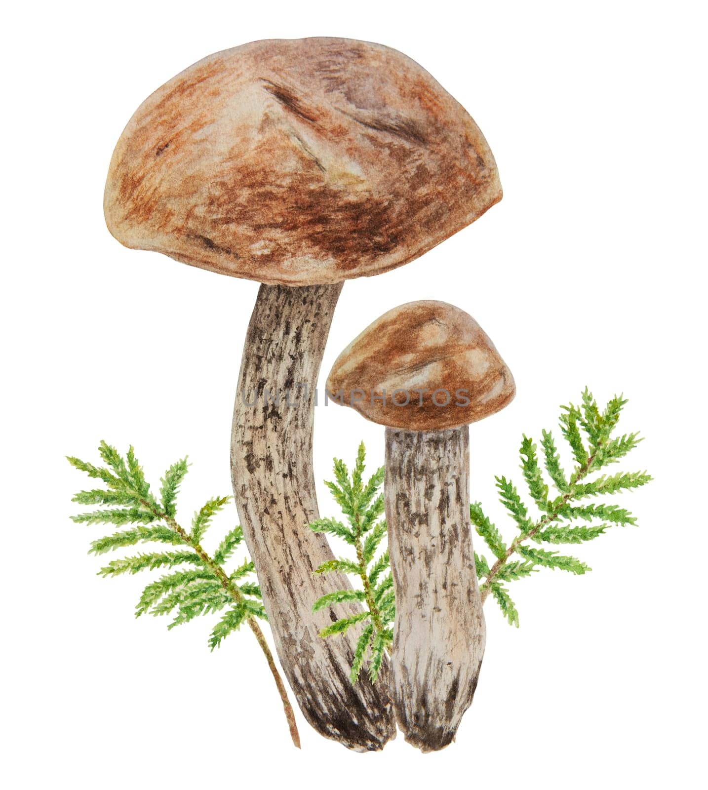 Wild mushrooms and moss watercolor hand drawn botanical realistic illustration. Forest boletus isolated on white background. Great for printing on fabric, postcards, invitations, menus, book of recipes