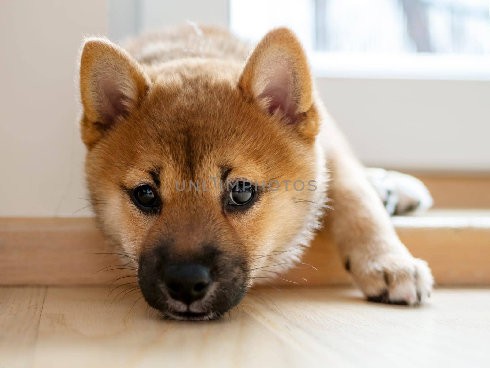 Portrait of cute Shiba Inu small dog, puppy, Close up. Dogecoin. Red-haired Japanese dog smile portrait. Illuminating color, cryptocurrency, electronic money. High quality photo for postcard