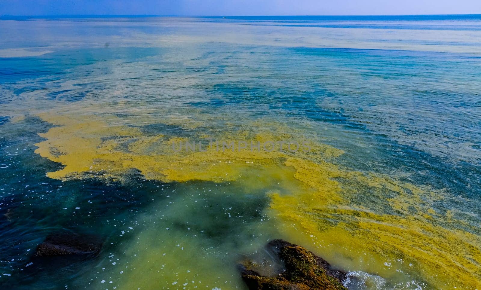 (Nodularia spumigena), ecological disaster, a toxic blue-green algae bloom in the Black Sea by Hydrobiolog