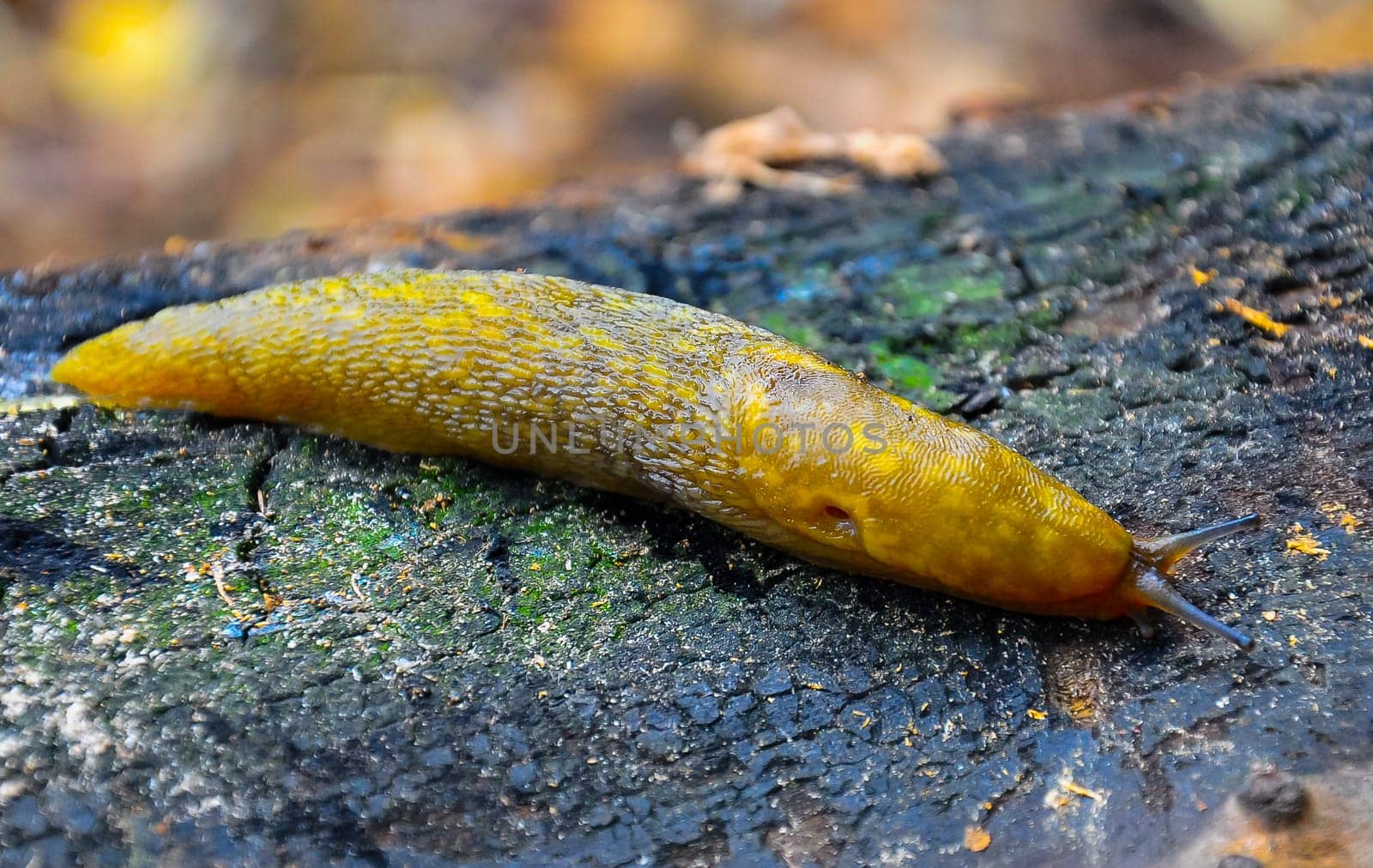 A yellow slippery Slug crawls along the ground. Agricultural pest