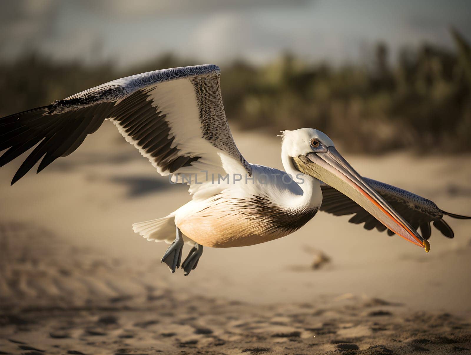 Pelican bird flying with wings wide open