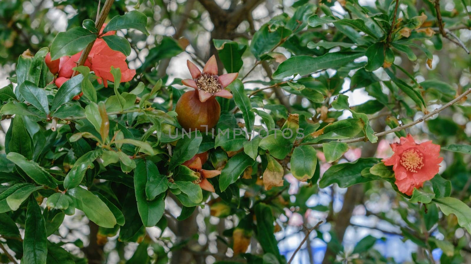 Red pomegranate flowers on pomegranate tree in the garden by Renisons