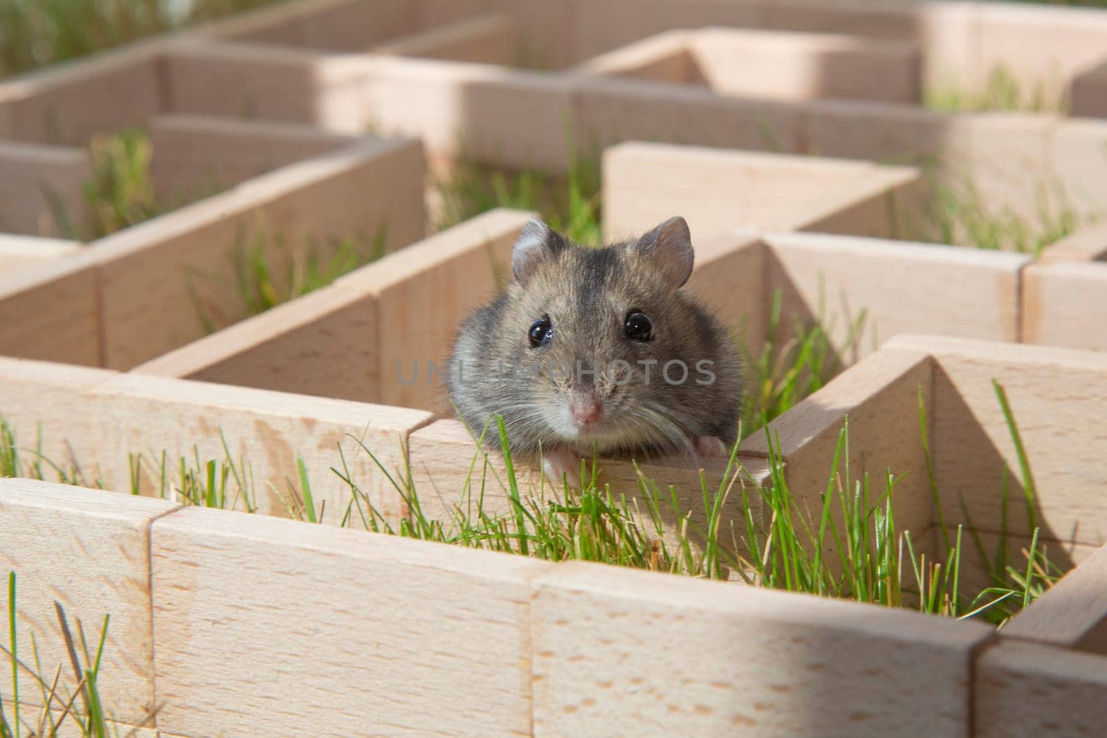 The hamster's muzzle looks out of the maze. A hamster is sitting in a maze on the green grass. Curious little mouse. Conceptual.