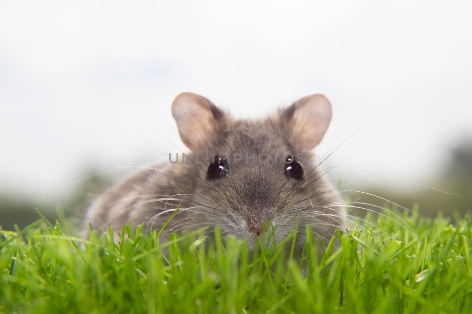 A charming mouse is sitting in the green grass. A gray rodent on the lawn. by BetterPhoto