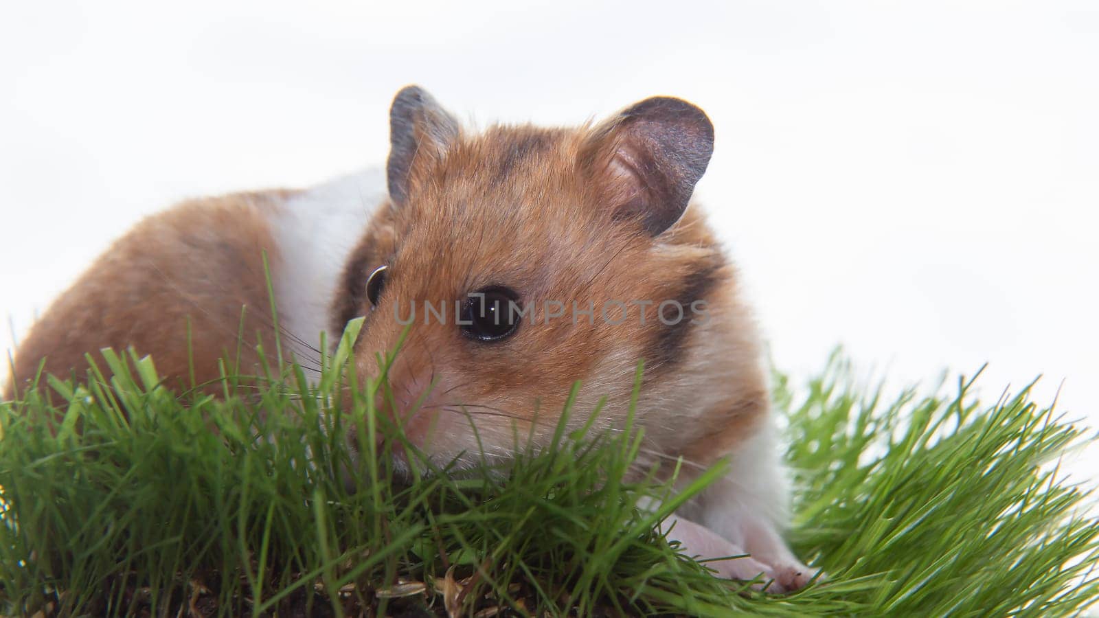 A Syrian hamster on the green grass. A small pet. by BetterPhoto