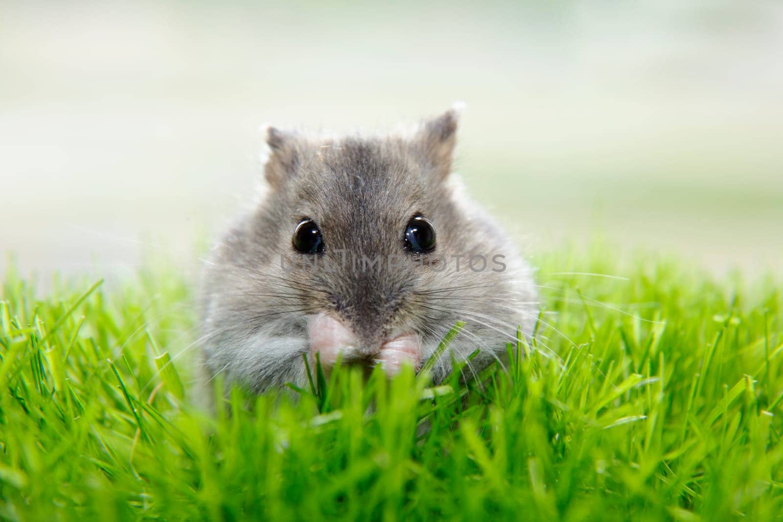 The muzzle of a Dzungarian hamster. Nose, eyes, long mustache, rodent paws. The gray mouse washes on the grass. A pet in nature. The animal is sitting on a green lawn.