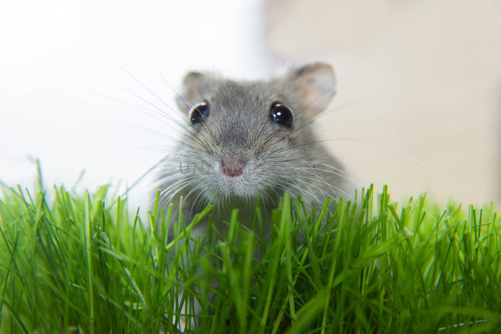 A curious hamster on the green grass. The observing muzzle is a small gray mouse by BetterPhoto