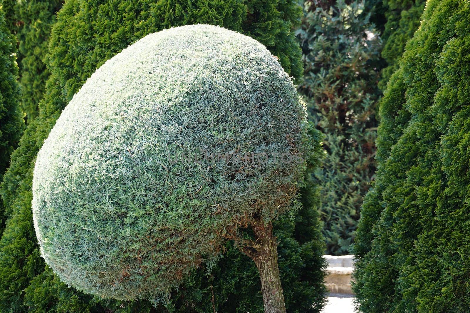 Blue cypress pea Boulevard Chamaecyparis pisifera in landscape design, globular topiary.