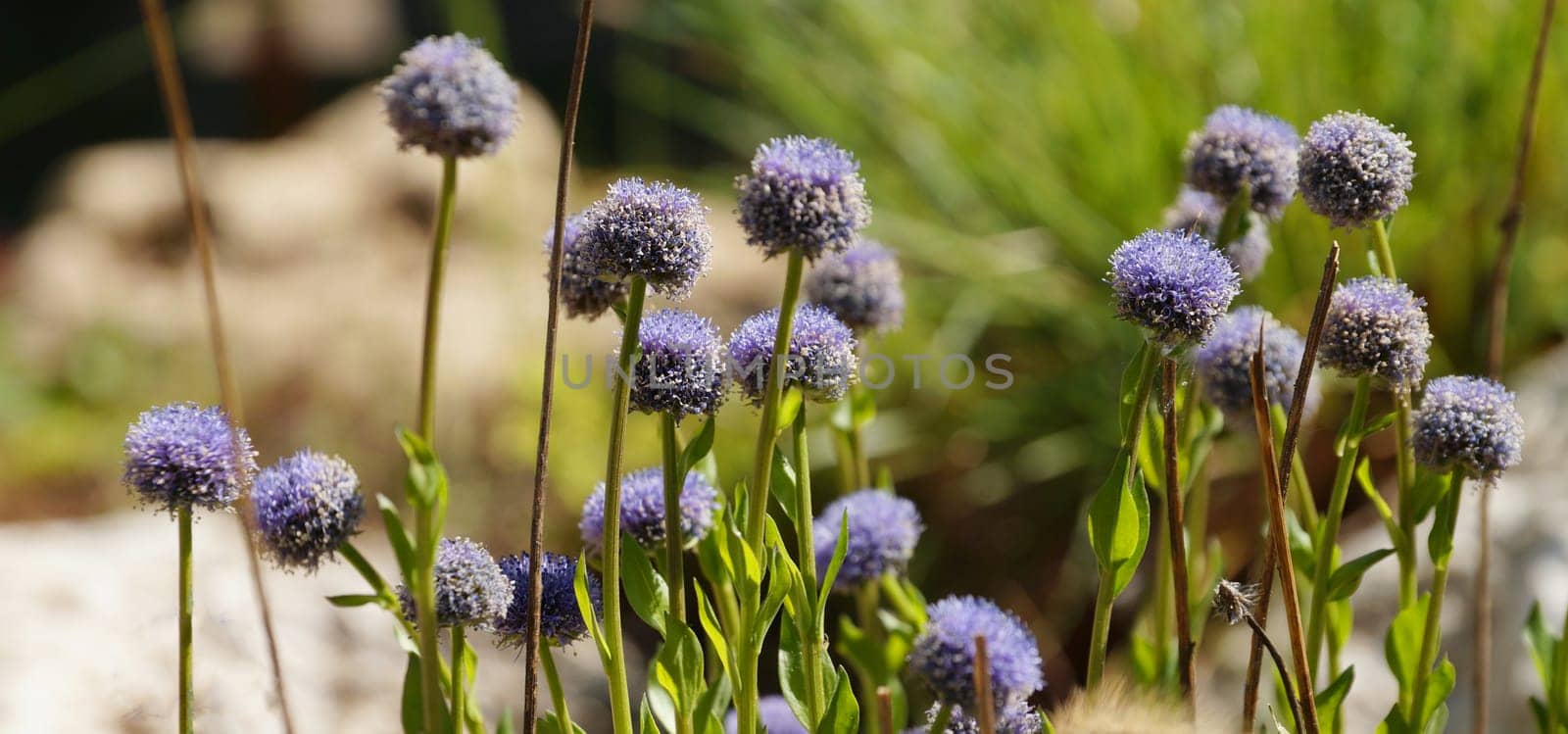 blooming blue globularia vulgaris, evergreen plant of the plantain family for floral horizontal background by Annado