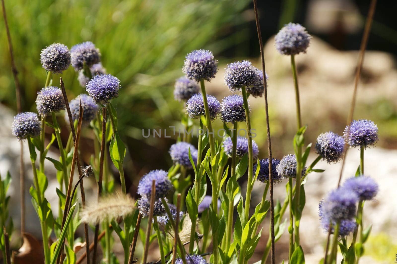 blooming blue globularia vulgaris, evergreen plant of the plantain family in sunlight.