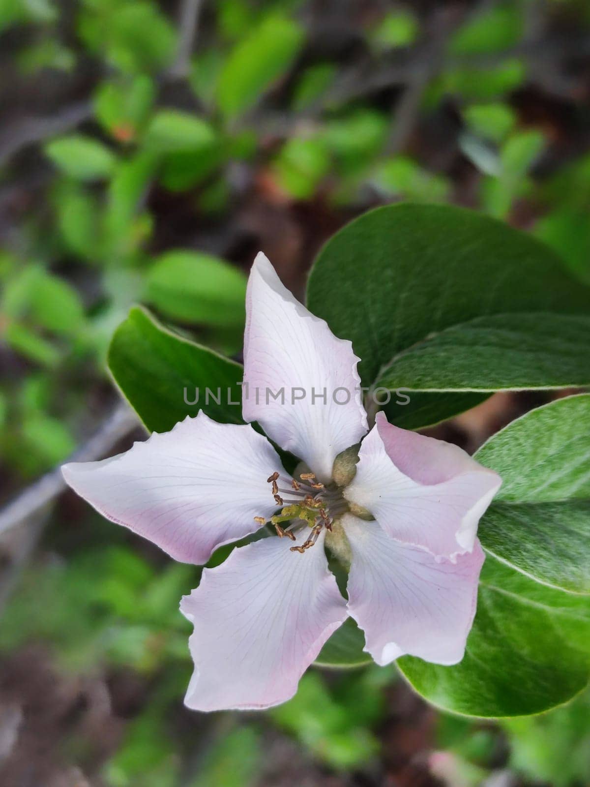 delicate pink quince flower in spring close up.