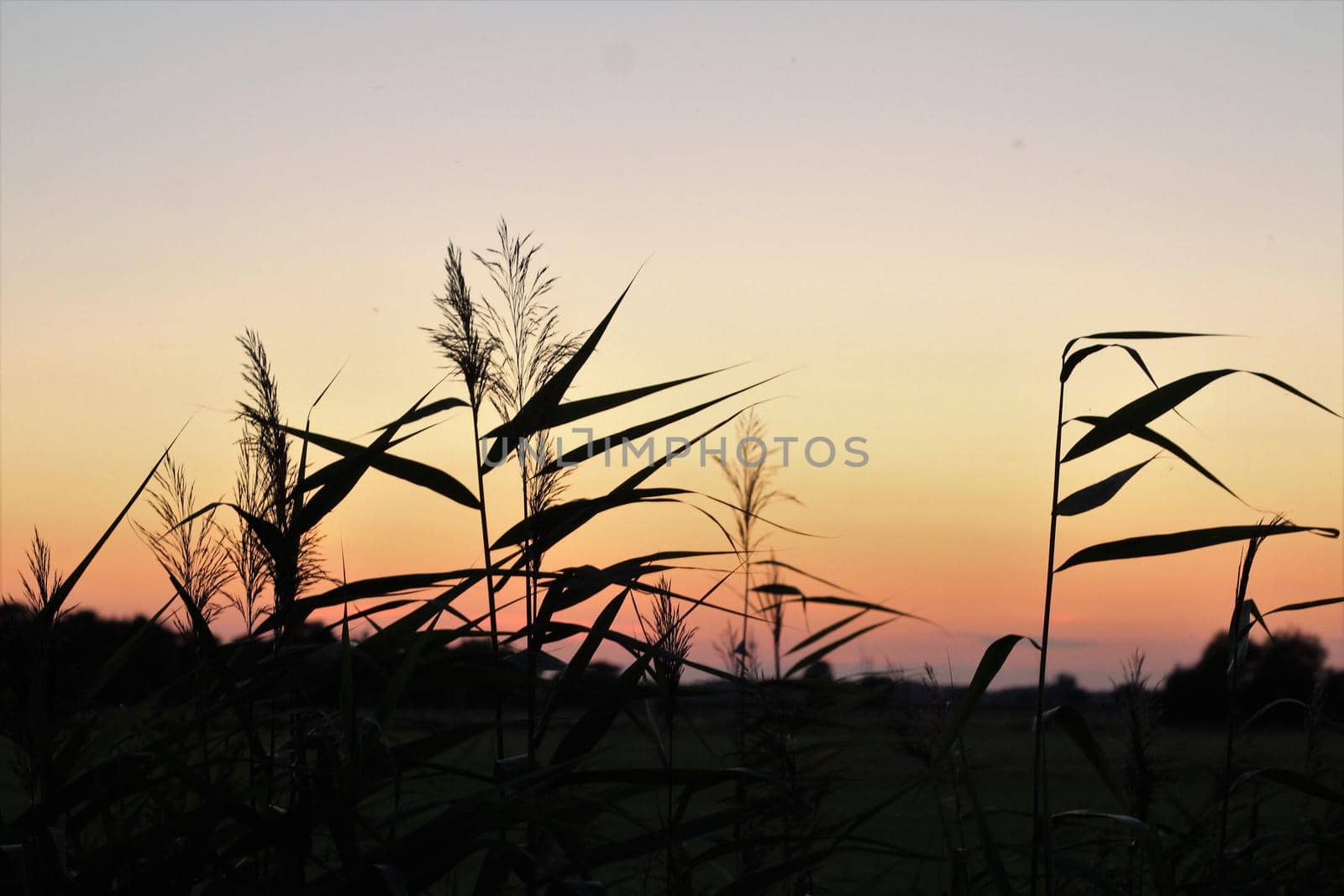 Colourful sunset with reeds in the foreground by Luise123