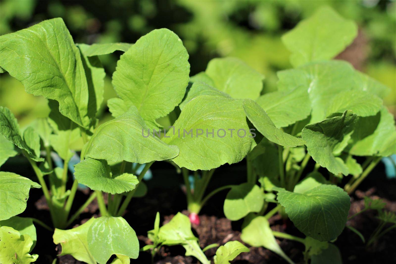 Closeup of radish plants in the raised bed