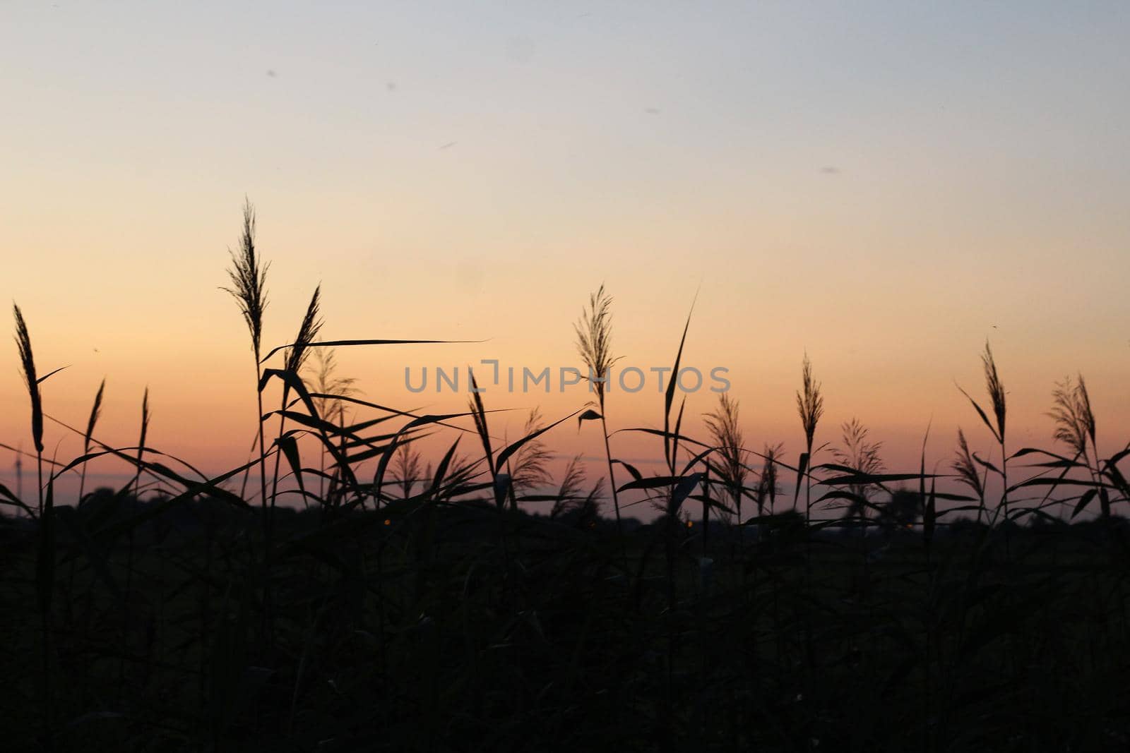 Beautyful sunset with reeds in the foreground