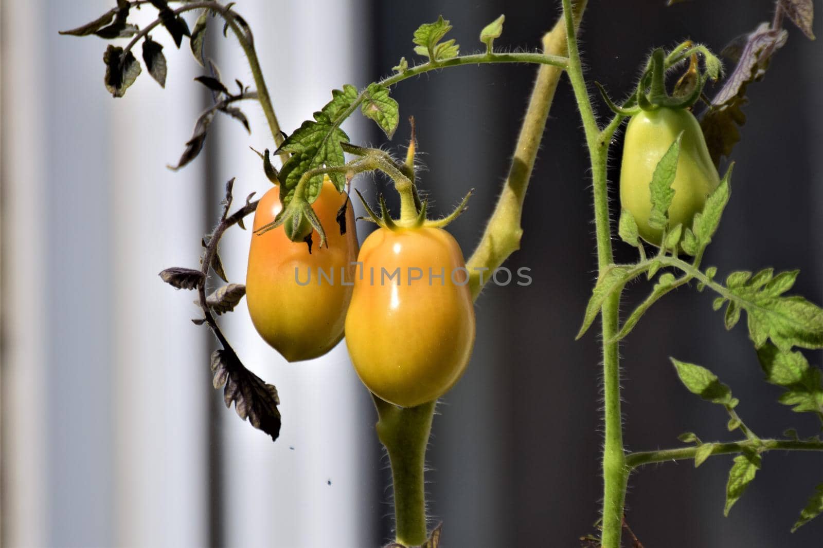Two unripe yellow tomatoes on the stem as a close-up