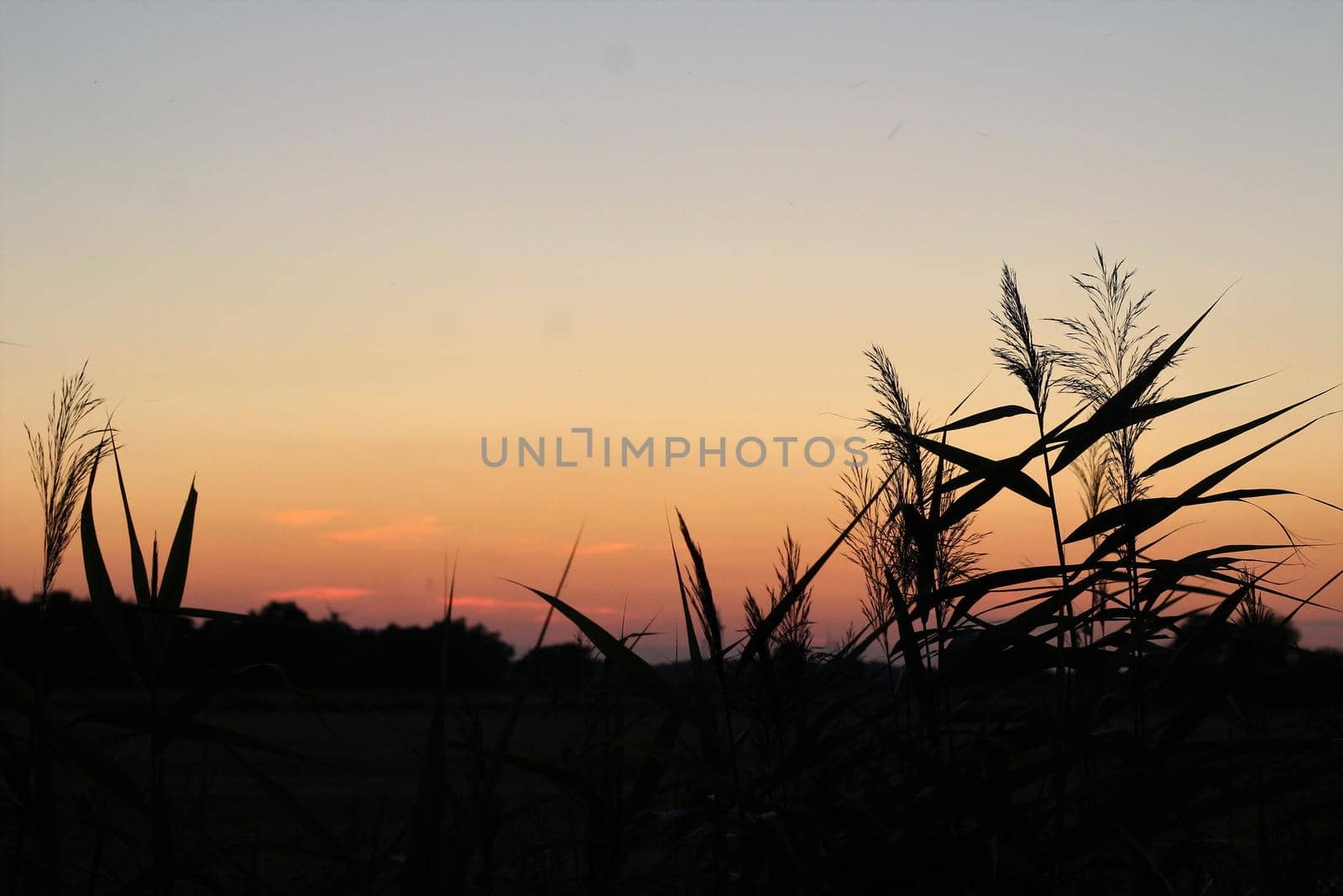 Beautyful sunset with reeds in the foreground