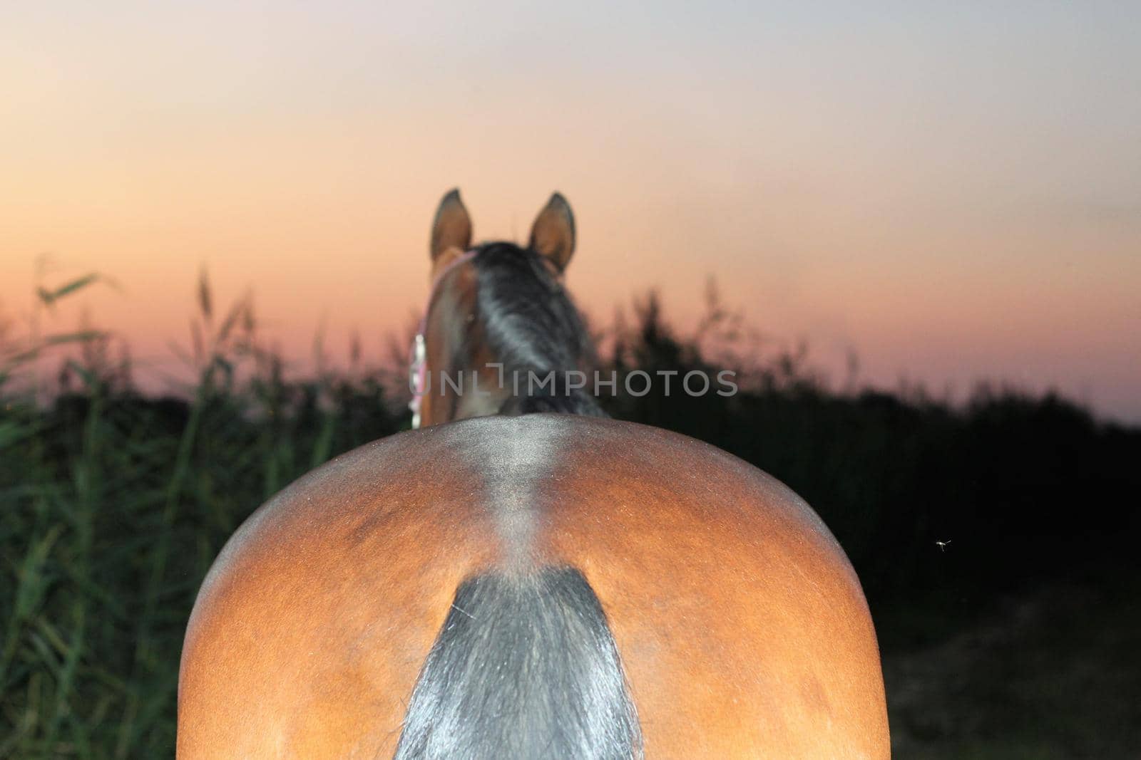 Beautyful sunset with a brown horse and reeds in the foreground