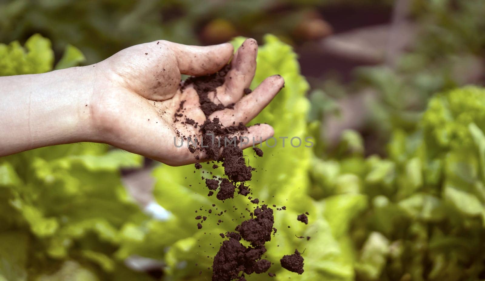 A closeup of a hand holding fertile ecological soil for planting by africapink