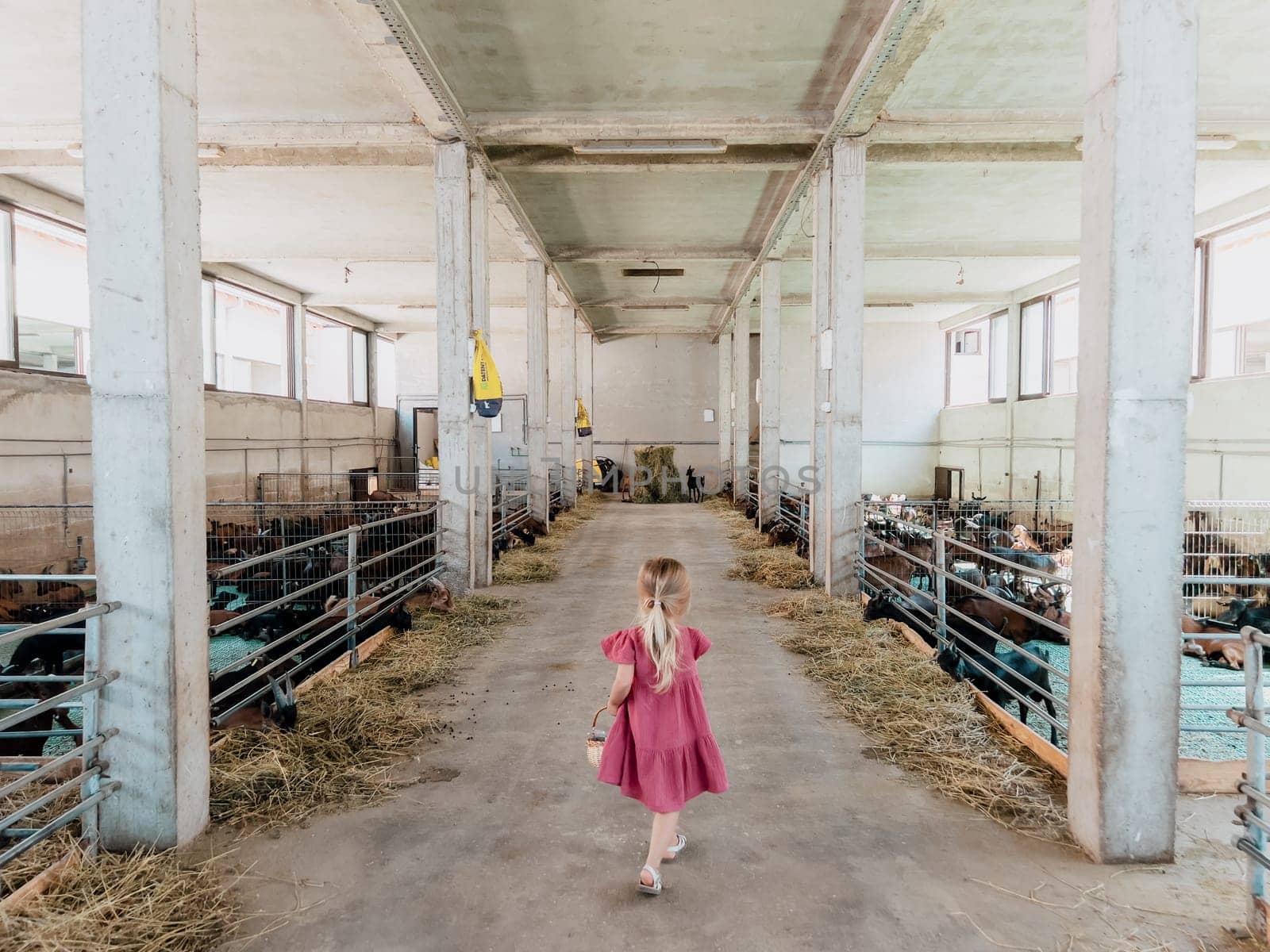 Little girl with a basket walks between the pens with eating goats. Back view. High quality photo