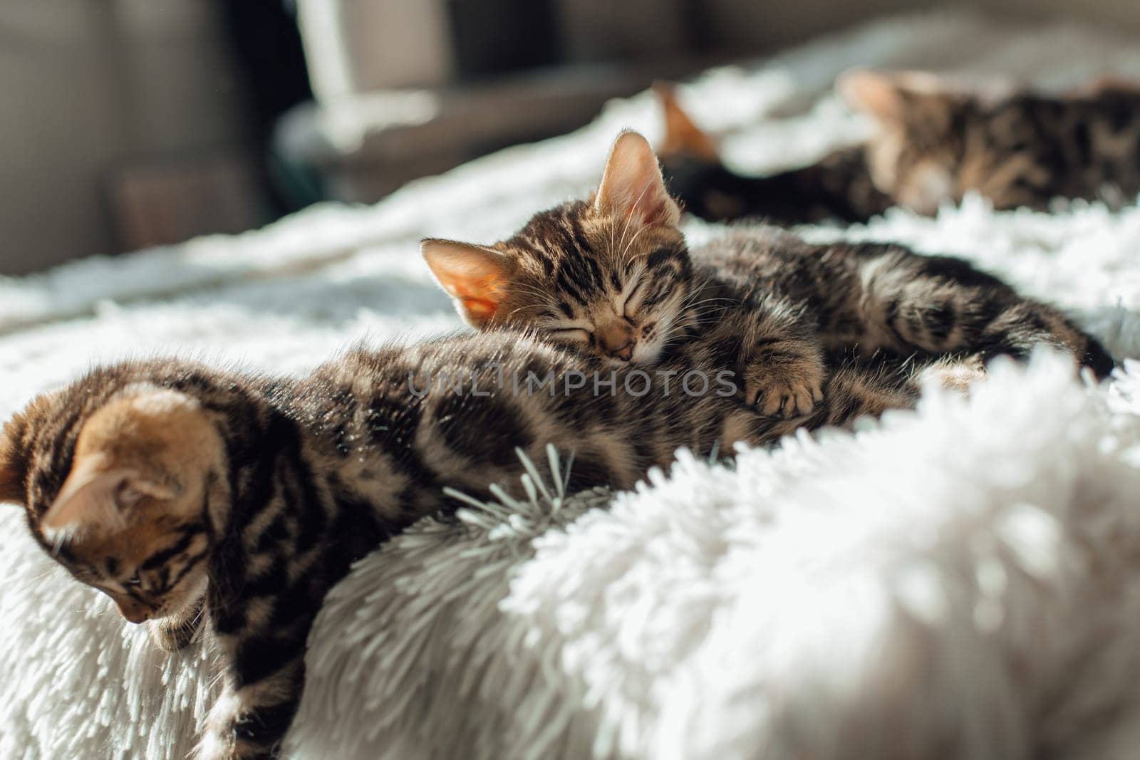 Cute bengal one month old kitten on the white fury blanket close-up.