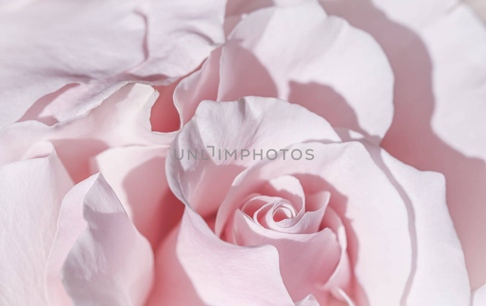 Pale pink white rose flower. Macro flowers background for holiday brand design