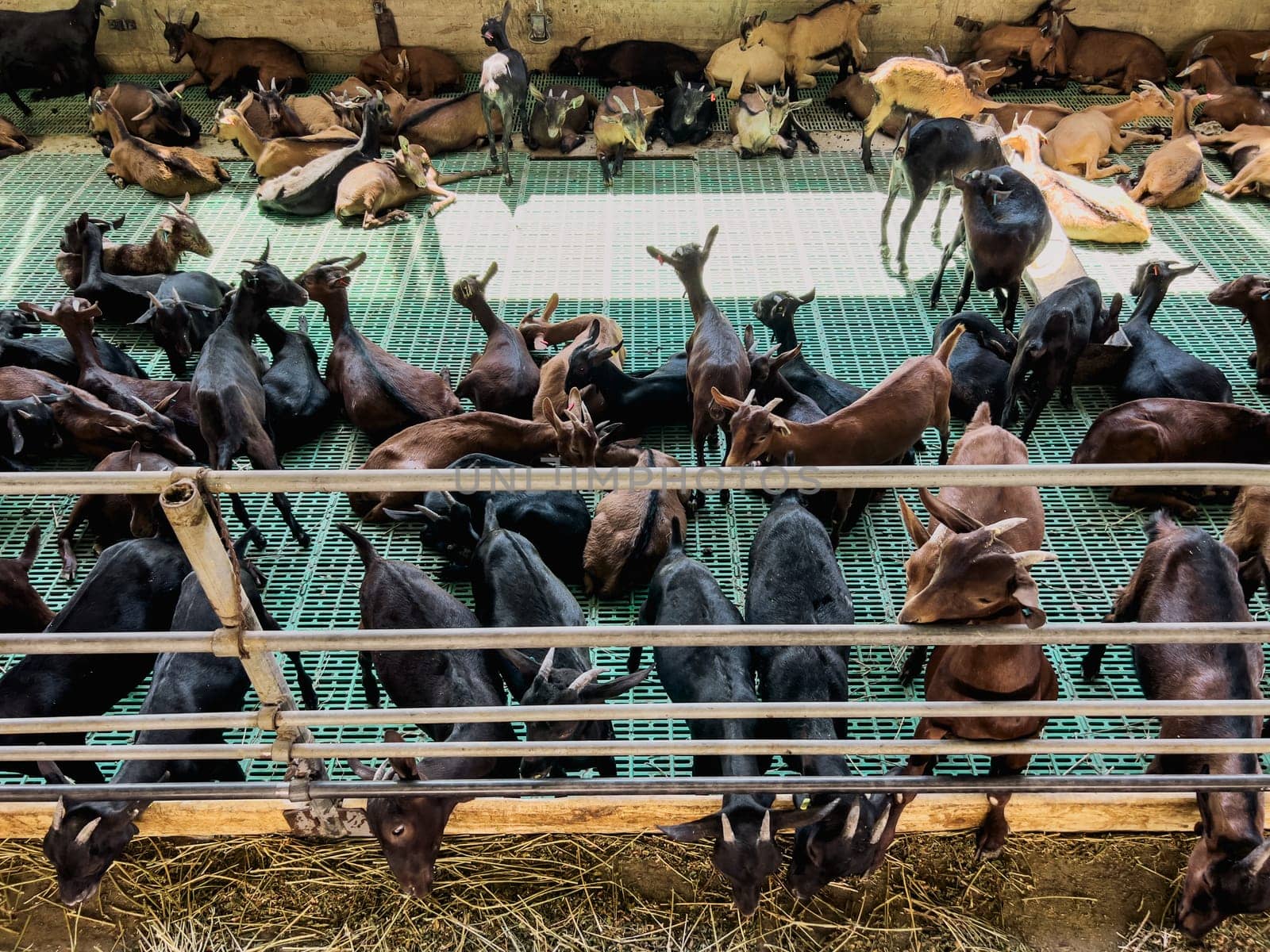 Goatlings stick out from behind the fence eating hay against the background of goatlings resting on the floor. High quality photo