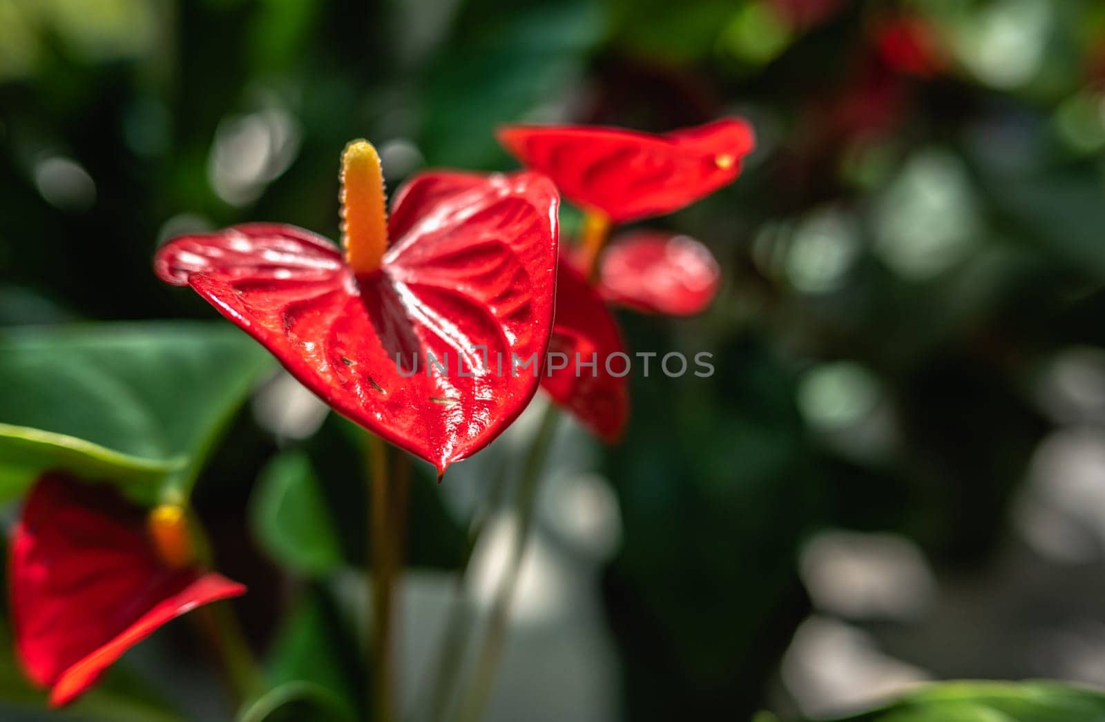 Red Anthurium Andre flower against the background of green leaves on a sunny spring day