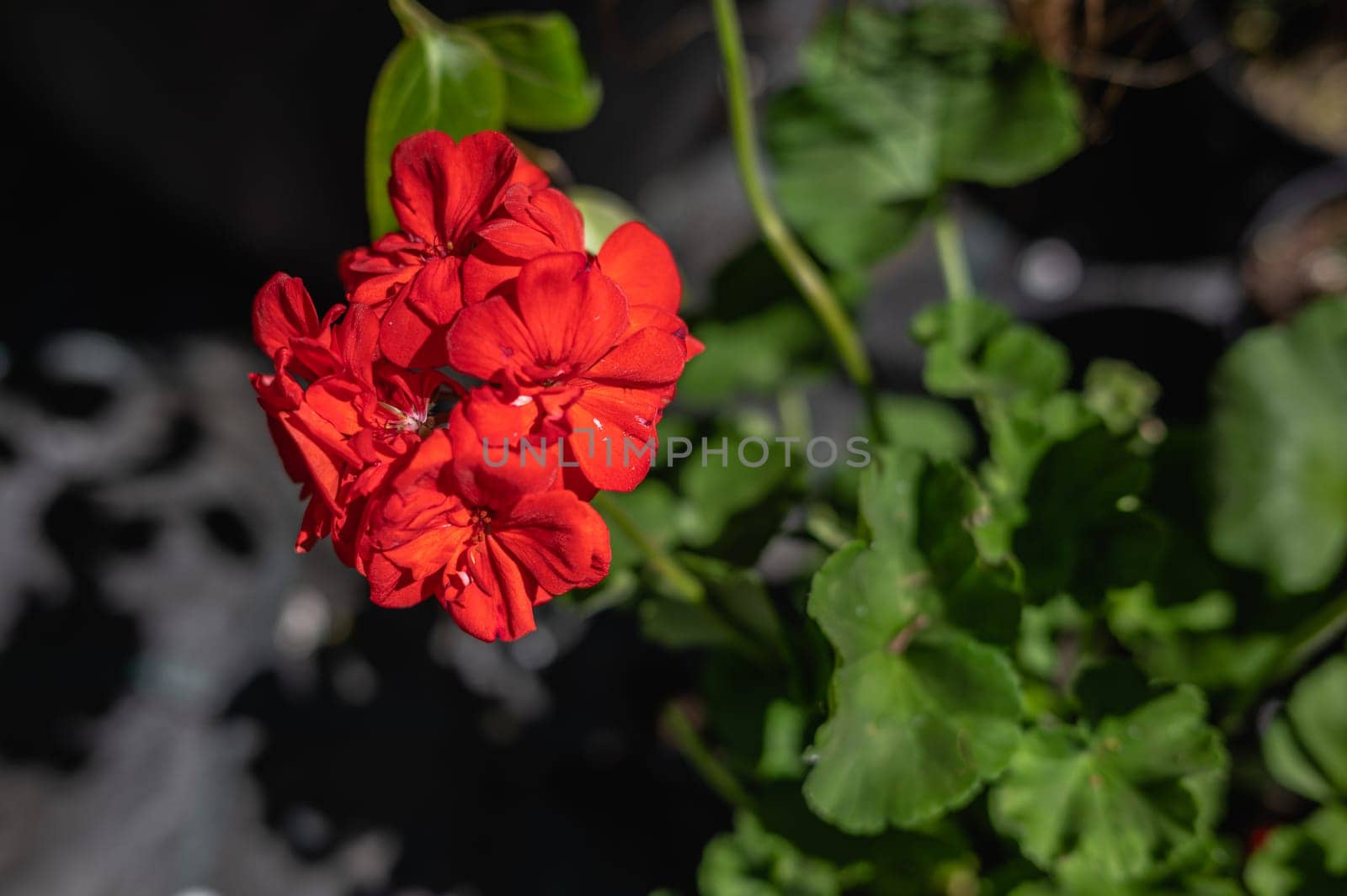 Red geranium flower on a background of green leaves on a sunny spring day