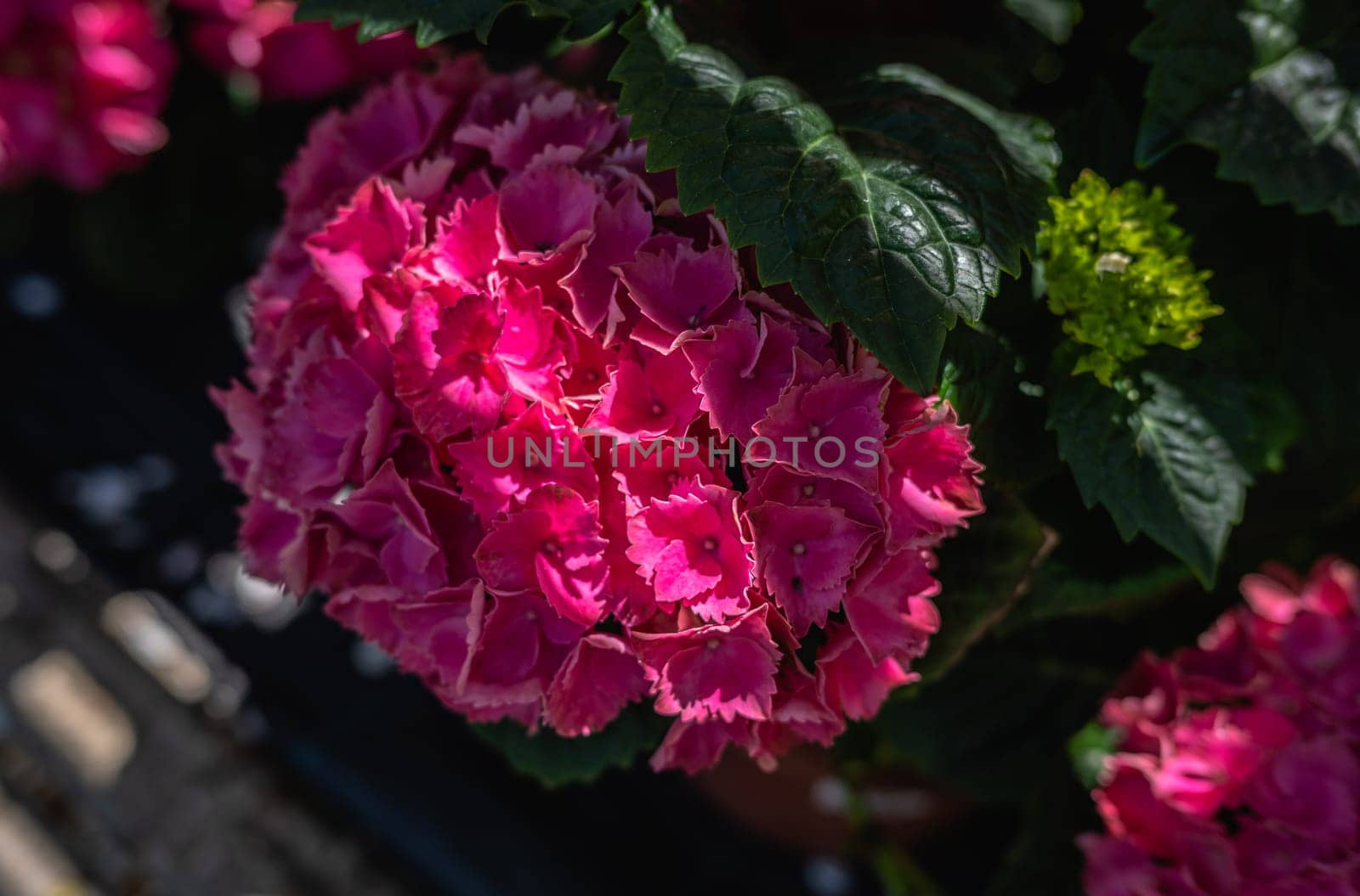 Red flower Hydrangea macrophylla against the background of green leaves on a sunny spring day