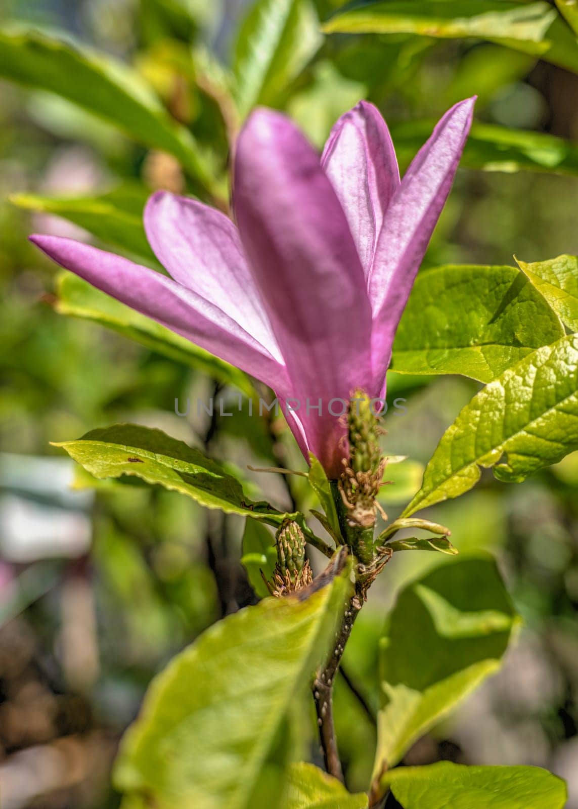 Pink magnolia flower against the background of green leaves on a sunny spring day