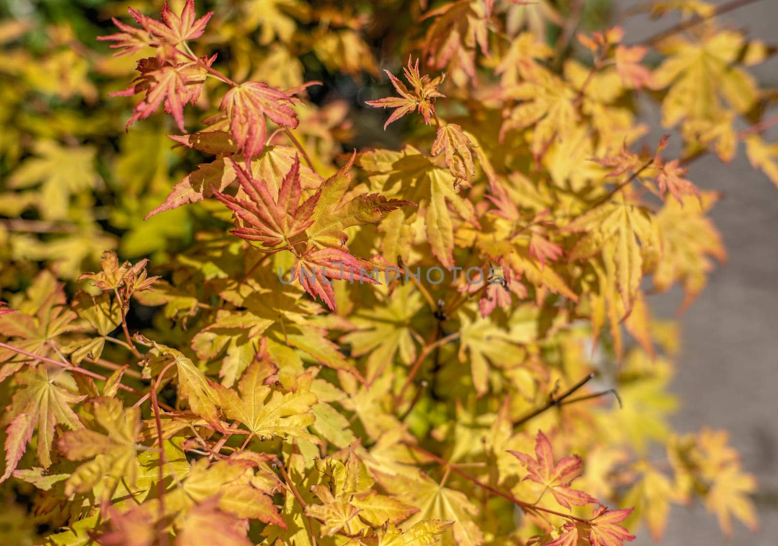 Orange Maple Palmifolia on a sunny spring day