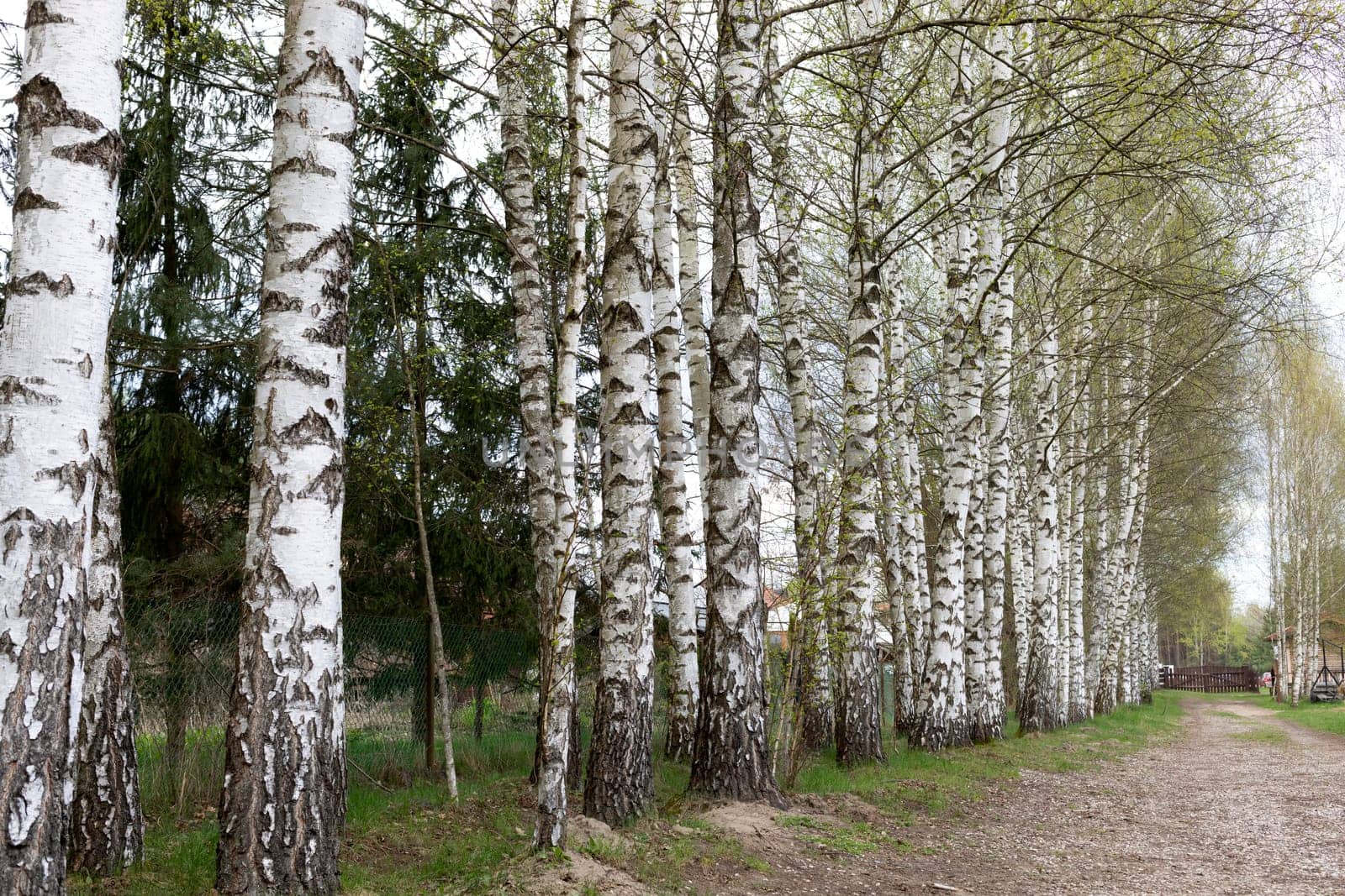 Green Trees Of Birch Groves, Forest With Road. Period Of Birch Sap, Birch Water Or Birch Juice Production. Landscape Horizontal Plane. High quality photo.