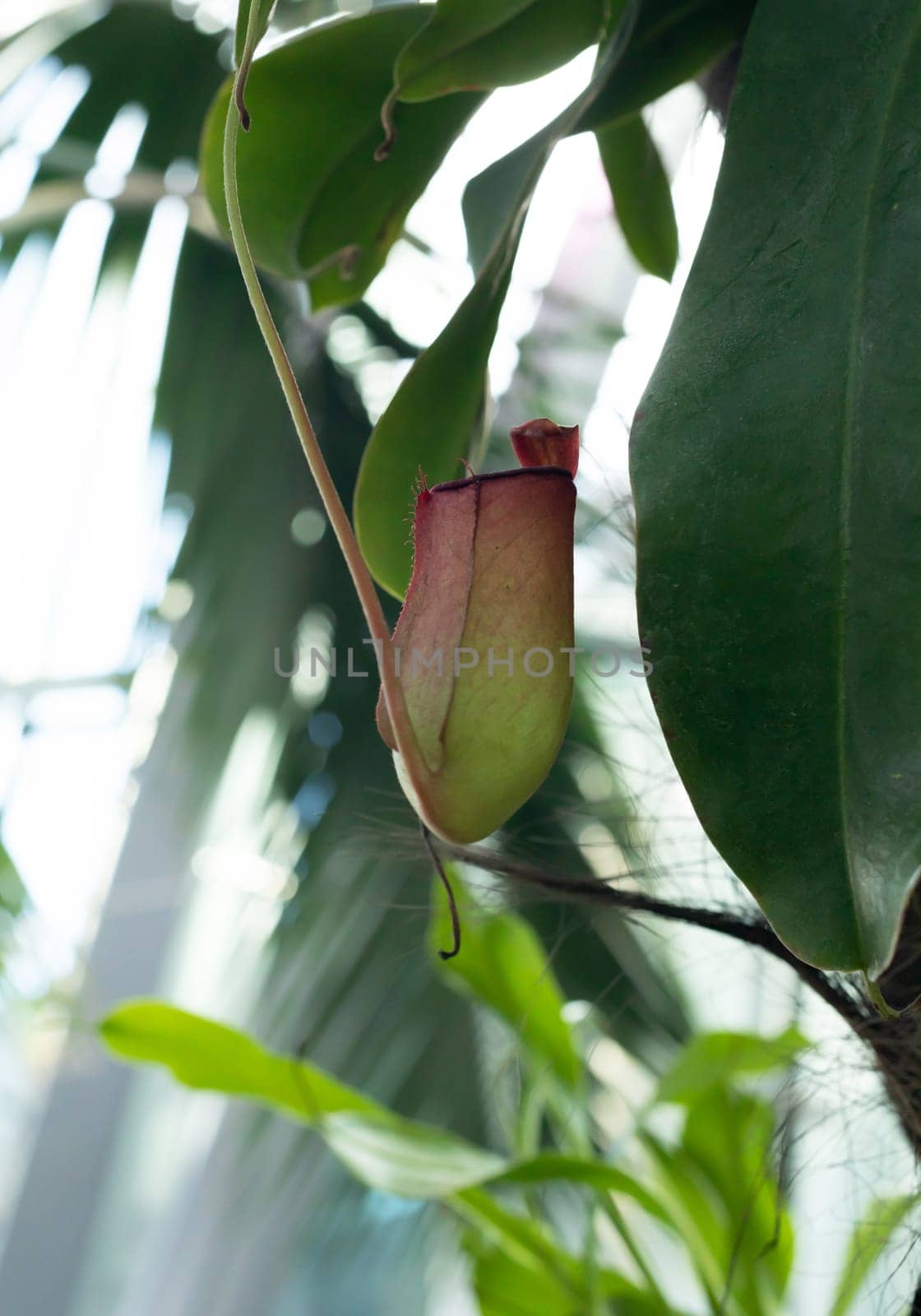 Red Nepenthes Pitcher with green leaves, carnivorous, tropical plant in the garden with monkey cups. Nature blurry background. Vertical plane. High quality photo