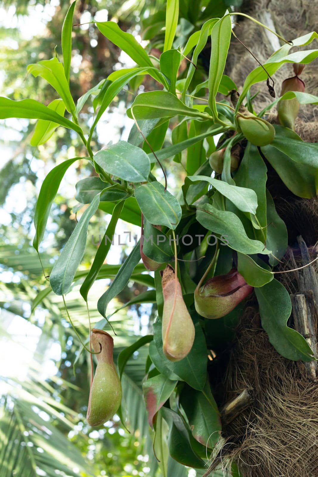 Nepenthes also called monkey cup, carnivorous, tropical pitcher plant in the garden. Nature blurry background. Vertical plane.