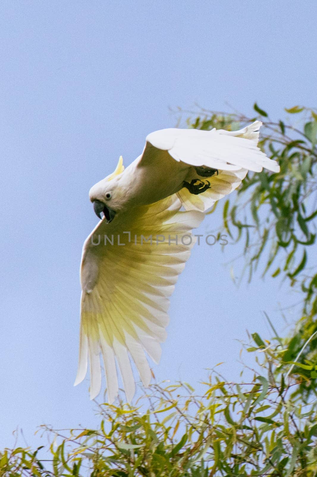 Wild sulphur-crested cockatoo in flight against grey skies by StefanMal