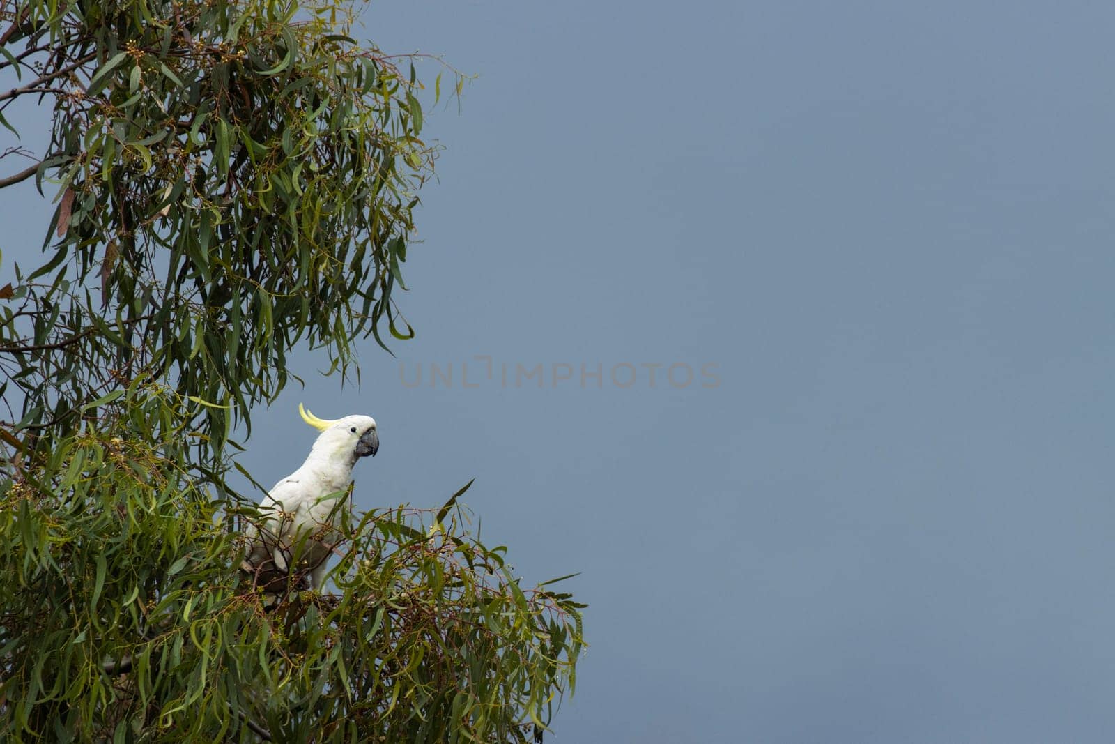 Wild sulphur-crested cockatoo perched in tree with grey skies by StefanMal
